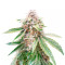 Lemon Kush (Herbies Seeds)
