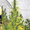 Graines de cannabis Malawi x PCK Regular (Ace Seeds)