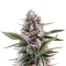 Mendo Guava Auto feminisierte Samen (Fast Buds)