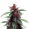 Narco Purps Auto feminized seeds