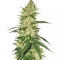 Northern Haze Express Auto (Positronics Seeds)