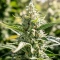 Purple Haze Fem Seeds