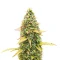 Sativa Auto Mix Pack Seeds From Herbies Seeds