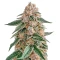 Skunk feminized seeds