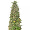 THC Pro Seeds
