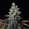 Semi femminizzati Z (Blackskull Seeds)