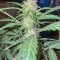 Sementes Feminizadas de Watermelon Z Auto (Barney's Farm)
