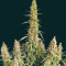 Semi Femminizzati Wedding Glue Auto (Seedstockers)