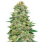 White Widow CBD feminized seeds