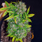 Northern Lights Feminized Seeds (Herbies Seeds USA)