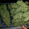 Deep Cheese Seeds
