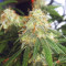 Semillas feminizadas Auto Blueberry