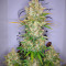 Auto Lemon Kix strain