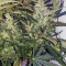 Blueberry 420 Auto feminized seeds