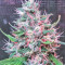 Bruce Banner #3 Seeds (Big Head Seeds)