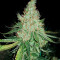 Graines de cannabis Exodus Cheese x Swaziland (GHS)