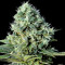 Santa Bilbo (Genehtik Seeds)
