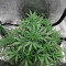 Graines de cannabis Girl Scout Cookies (Big Head Seeds)