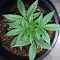 Girl Scout Cookies (Big Head Seeds)