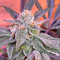 Graines féminisées de Gorilla Cookies (Big Head Seeds)
