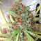 Honduras Seeds