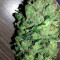 Keramatic Auto feminized seeds