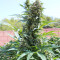 King Kong feminized seeds