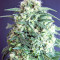 Kripple Roulette (Dr. Krippling Seeds)