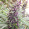 Malawi x PCK (Ace Seeds)