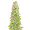 NY Diesel Autoflower (Herbies Seeds)