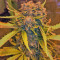 Northern Cheese Haze Auto Seeds