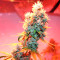 Ruderalis Skunk regular (Sensi Seeds)
