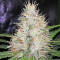 Sideral feminized seeds