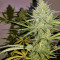 Sweet Cheese XL Auto (Sweet Seeds) Cannabis-Samen