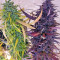 Thai Chi feminized seeds