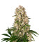 Tropicanna Banana strain