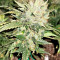 White Critical (White Widow +) feminized seeds (Original Sensible Seeds)