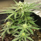 Auto Gelato (Female Seeds)
