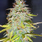 Candy Kush Auto (Auto Seeds)