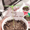 Kush N Cookies CBD feminized seeds