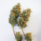 Lord Kush Seeds (Delicious Seeds)