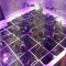 Venta de LSD Auto (Barney's Farm) | Semillas de marihuana feminizadas
