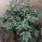 Blackberry Moonrocks Seeds (AlphaFem Seeds) - Cannabis Strain Seeds for Sale