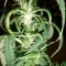 West Coast O.G. Seeds