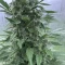 Eleven Roses Seeds (Delicious Seeds) - Cannabis Strain Seeds for Sale