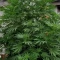 Eleven Roses Seeds (Delicious Seeds) - Cannabis Strain Seeds for Sale