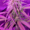 Blackberry Gum Autoflower Cannabis-Samen Kaufen
