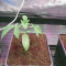 Dos Si Dos 33 Seeds (Barney's Farm) - Cannabis Strain Seeds for Sale