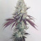 Cookies Gelato Seeds (Royal Queen Seeds) - Cannabis Strain Seeds for Sale
