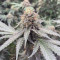 Sementes de maconha Triple G fem para venda